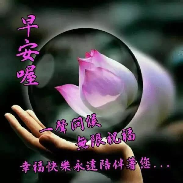 早上好鲜花动态图片大全 早上好祝福表情大全