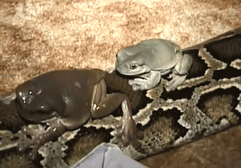 蟒蛇,蟾蜍,青蛙,monty,paul mock,海蟾蜍,外卖