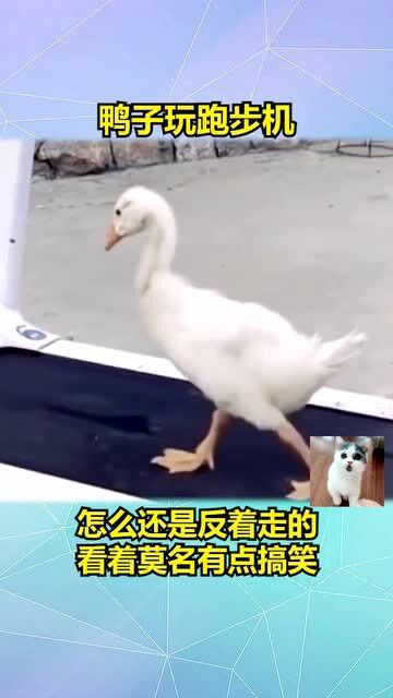 鸭子拉稀恶搞视频，鸭子拉稀的图片