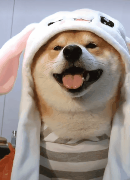 柴犬,二哈,秋田犬,表情包