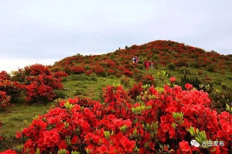 杜鹃花,仙岩,寿宁