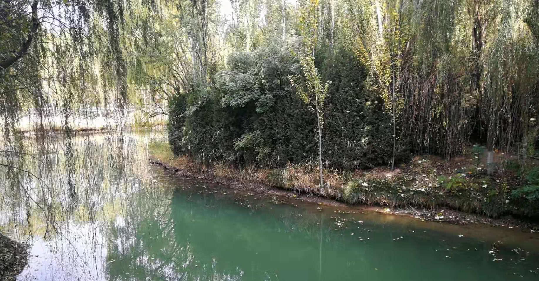 银川森林公园好风光 一步一风景 看点快报