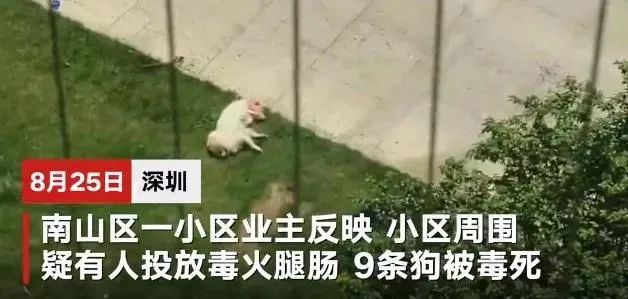 又見毒狗案 深圳11條狗被毒殺 狗主人坐地痛哭 天天要聞