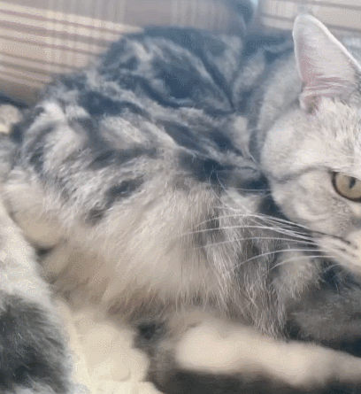 二货,萌宠,生活趣事,喵星人