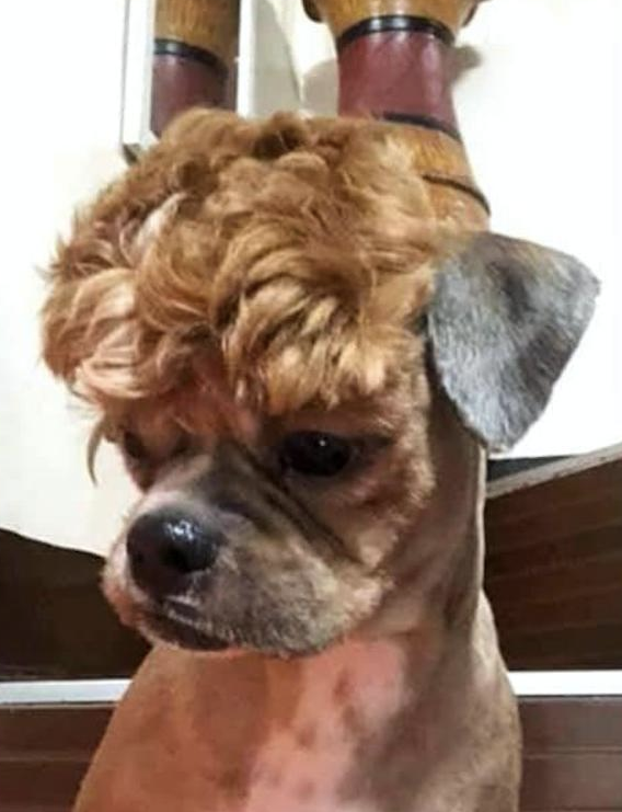 网友带泰迪去宠物店剃毛,托尼老师给它留了个刘海:宝强,是你吗