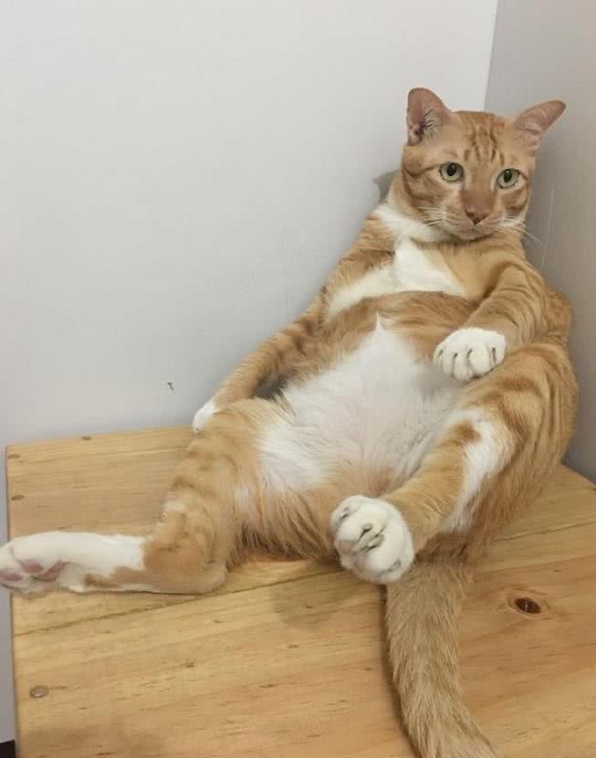 宠主向网友求助,称自家橘猫总是大佬坐姿秀腿,网友:胖