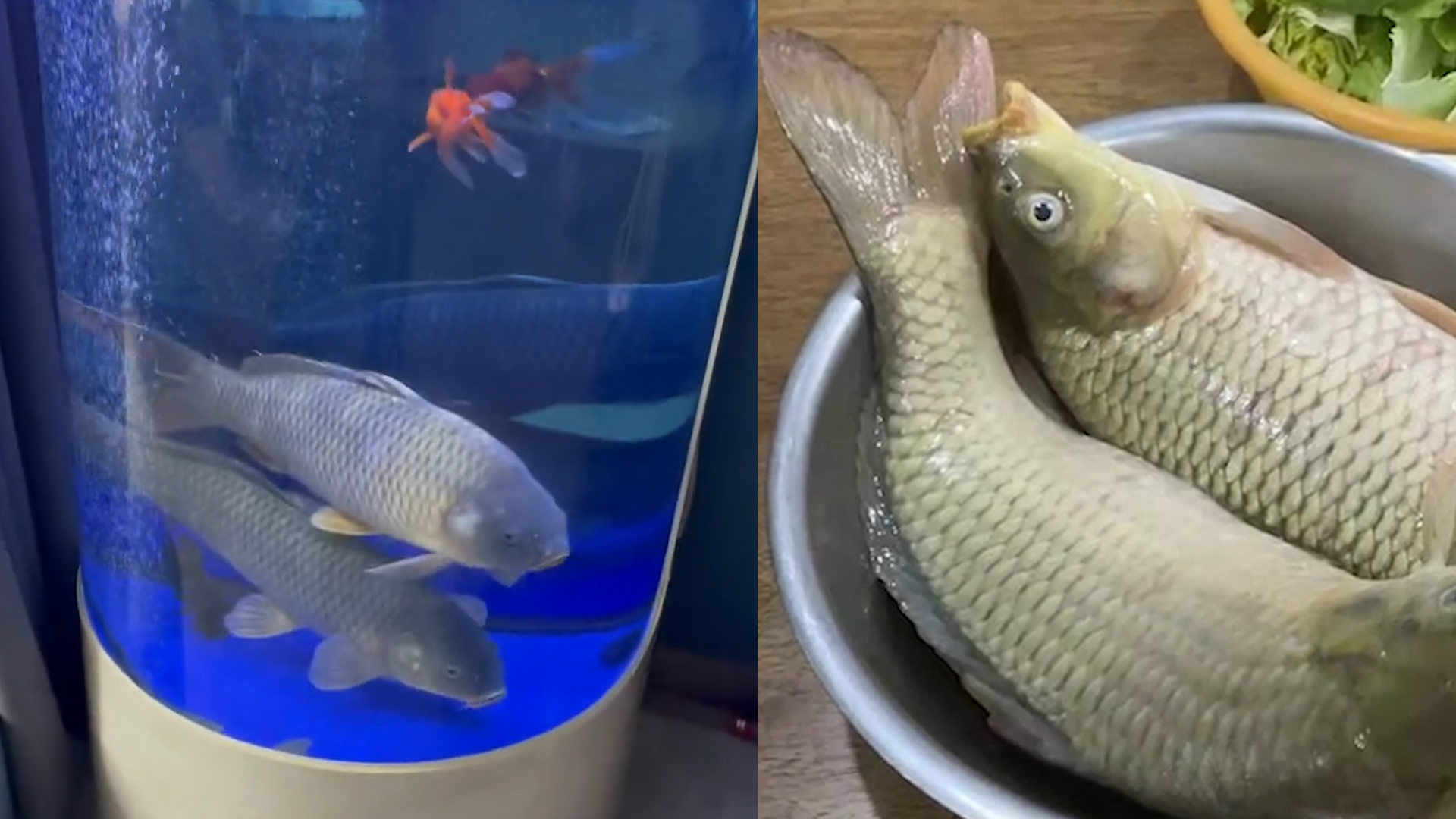 梦见鱼缸里两条鲤鱼死了，梦境背后的深层含义与解析