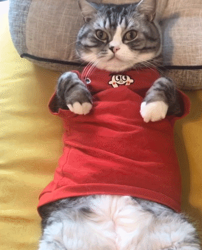 十分有趣且活灵活现的小猫咪,看这轻巧的小动作,它能萌你一脸!