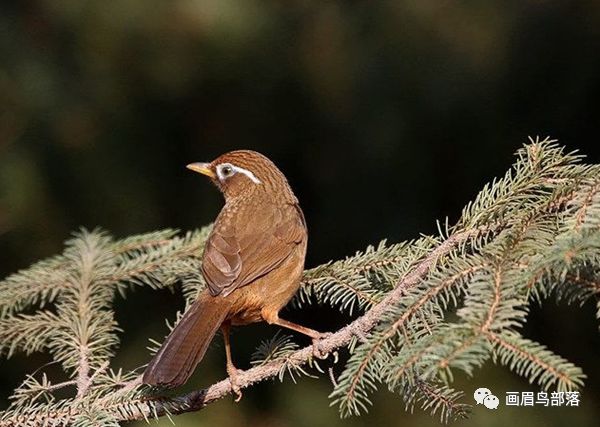 谈一谈画眉鸟的 饥饿服笼法 看点快报