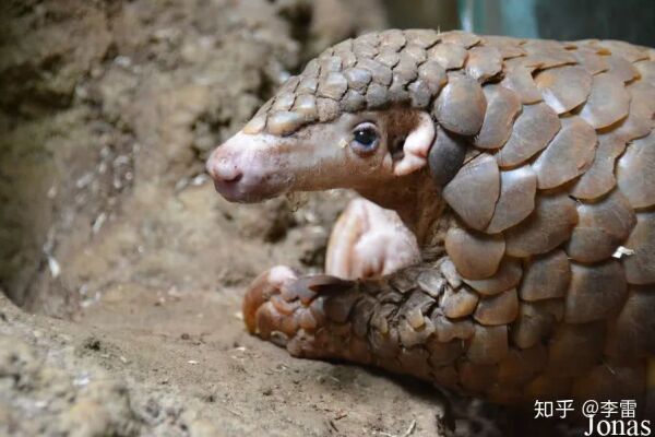 钟南山为什么说病毒源头不一定在中国？