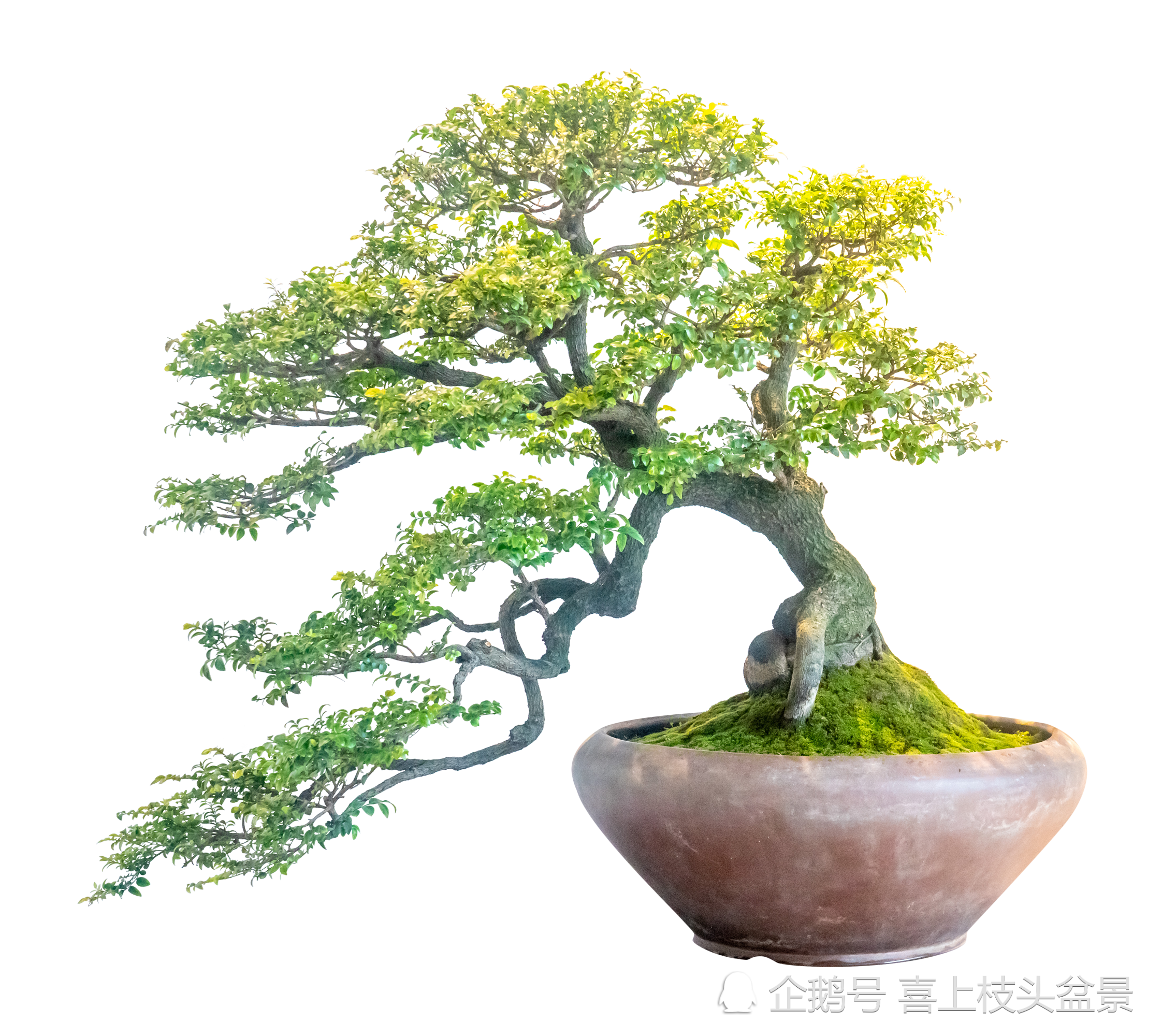 榆树盆景,只为