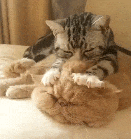 猫咪踩奶是什么意思?