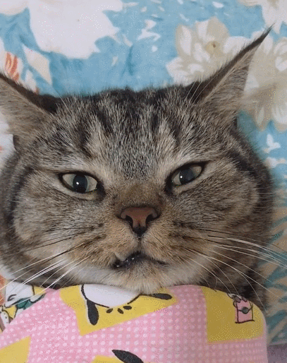 油嘴滑舌的小猫咪,它们傻乎乎有趣的形象,时而慵懒时而害羞!