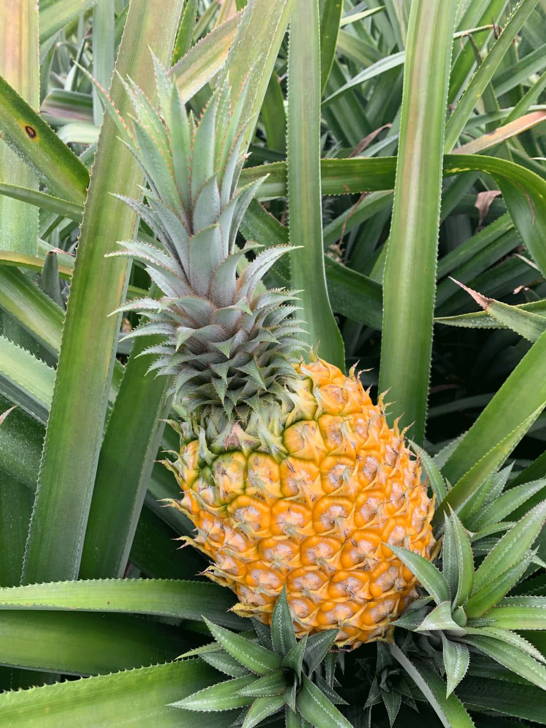 这个菠萝的滋味,轻松碾压贵它十倍的凤梨