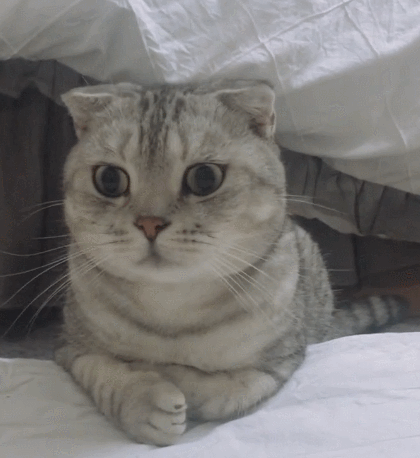 非常呆萌的小猫咪,真的很调皮且炯炯有神,你觉得它怎么样.