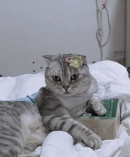 调皮可爱且顽皮好动的小花猫聪慧过人的小表情真是萌化人心