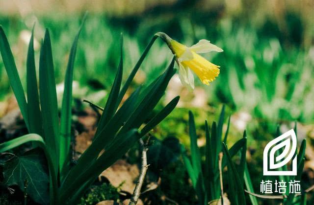 黄水仙 球根 宿根花卉栽培手册 看点快报
