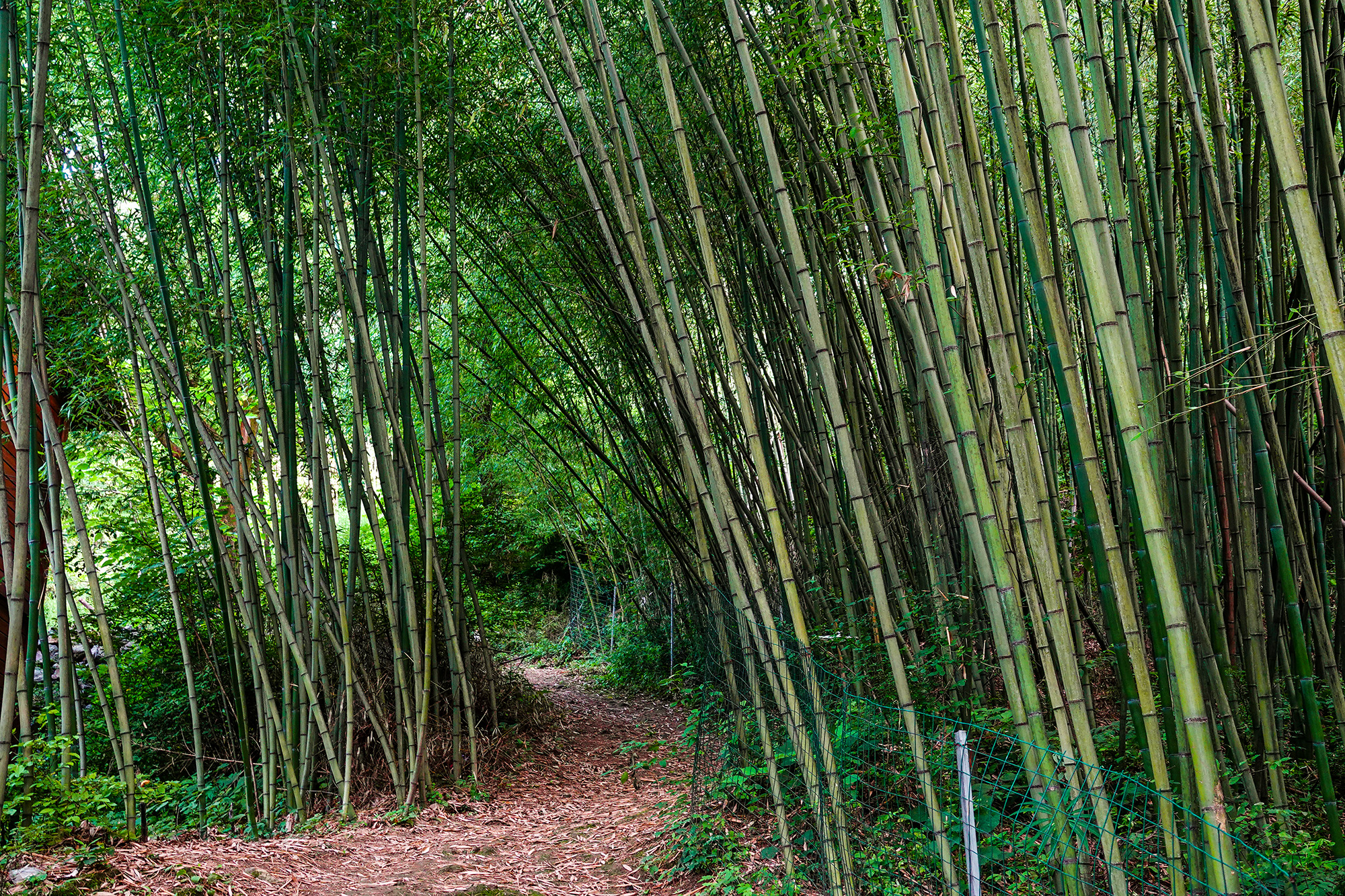 河南洛阳4a级景区王府竹海,栾川山水游首选,距洛阳车程1.5小时