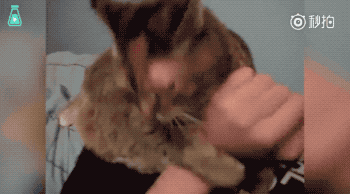 撸猫新玩法!教你如何让猫咪瞬间亢奋,爽到尖叫