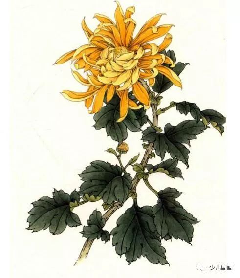 菊花,工笔画,墨锭