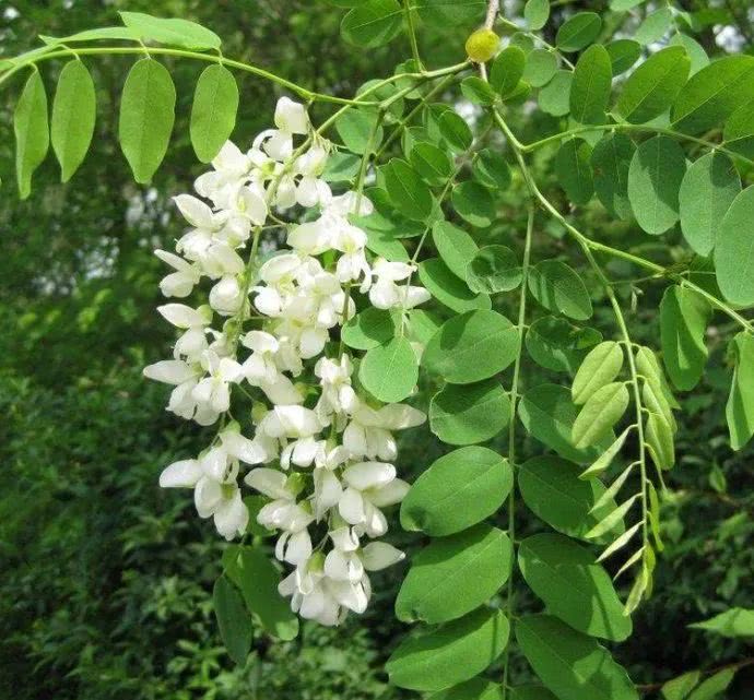 洋槐树,槐花,叶子