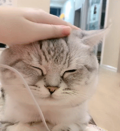 生活趣事,卖萌,萌宠,喵星人