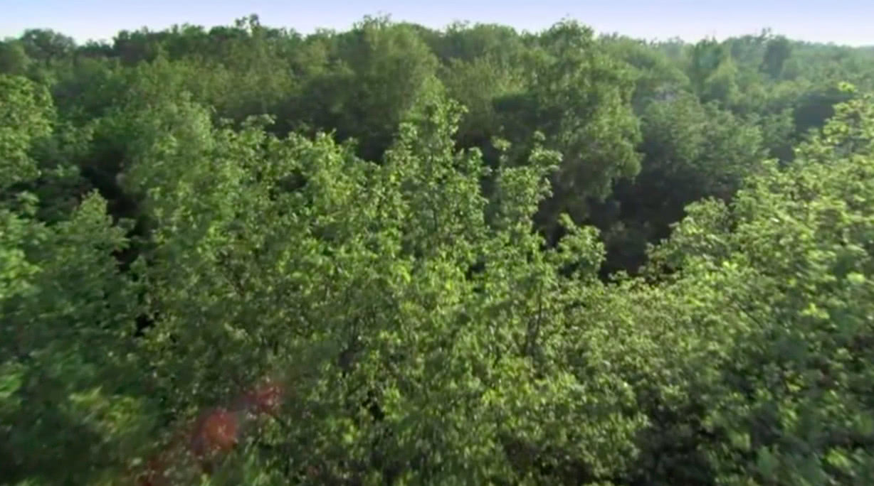 宁静的阔叶林 知识大攻略 看点快报