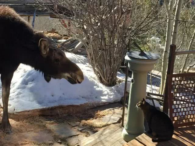 家猫想狩猎驼鹿 无奈体型相差太大 最后反沦为驼鹿一家的玩物 看点快报