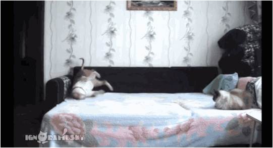 回家打开门发现,发现一副你为啥坏我好事的表情!太污