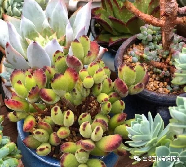 夏季的多肉植物状态不好 别灰心 教你正确的养护方式 看点快报