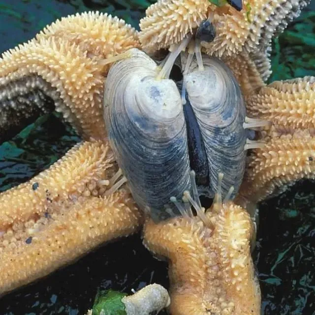 海星就会把胃翻出来直接包住蛤蜊的肉开始消化它!