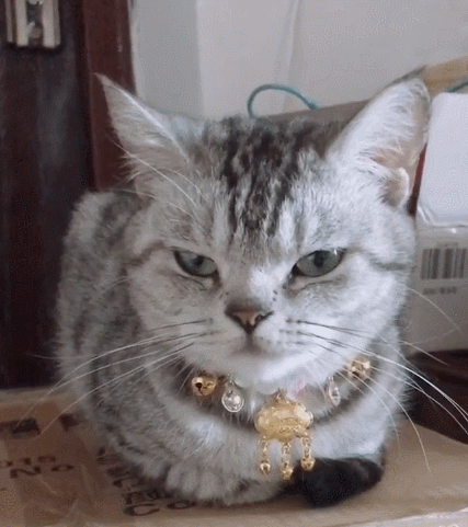 聪明伶俐的小萌猫,这呆呆的小表情,简直可爱到爆了.