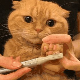猫咪脚毛要剃干净! 一脸委屈也太可爱了