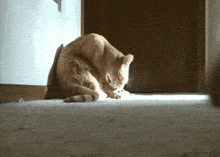 猫咪,冰淇淋,我最摇摆,猫和老鼠,落荒而逃
