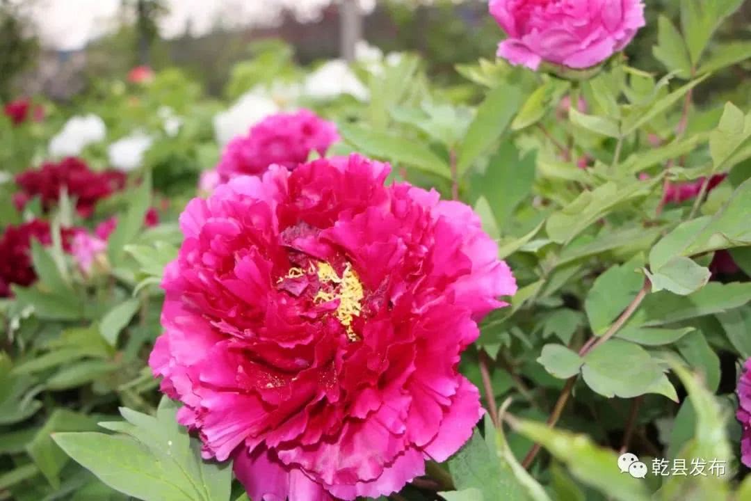 乾陵脚下牡丹媚娘邀你赏花来 看点快报