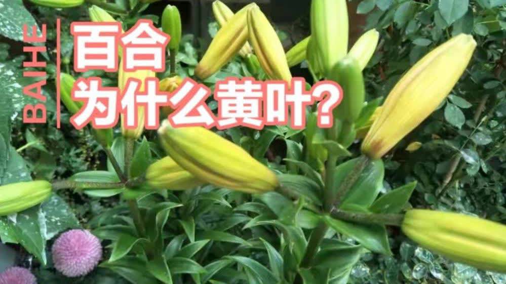 0?fmt=jpg&size=57&h=561&w=999&ppv=1