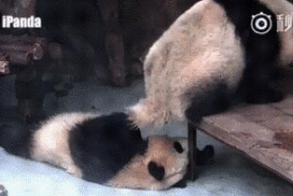 搞笑gif之熊猫:想当年,我可是……诶,别摸我脑袋!