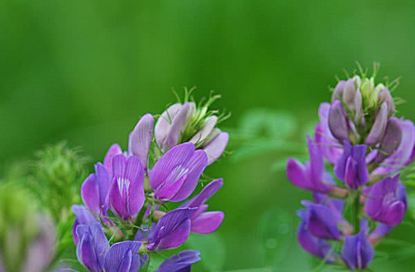 哪些人不能吃紫花苜蓿 紫花苜蓿的食用处理 看点快报
