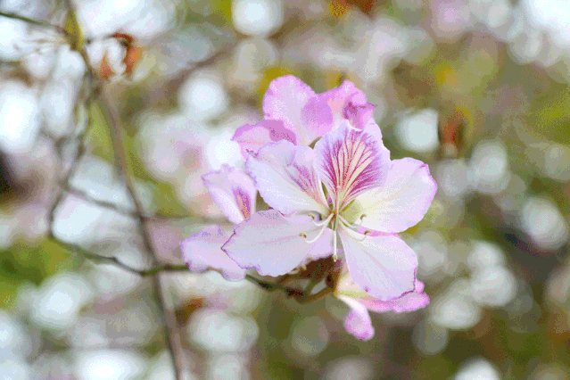 格桑花