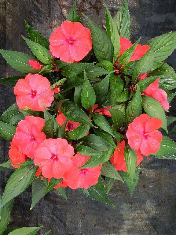 秋天光照时间缩短 就适合养这4种植物 阳光不好也能长到爆盆 看点快报