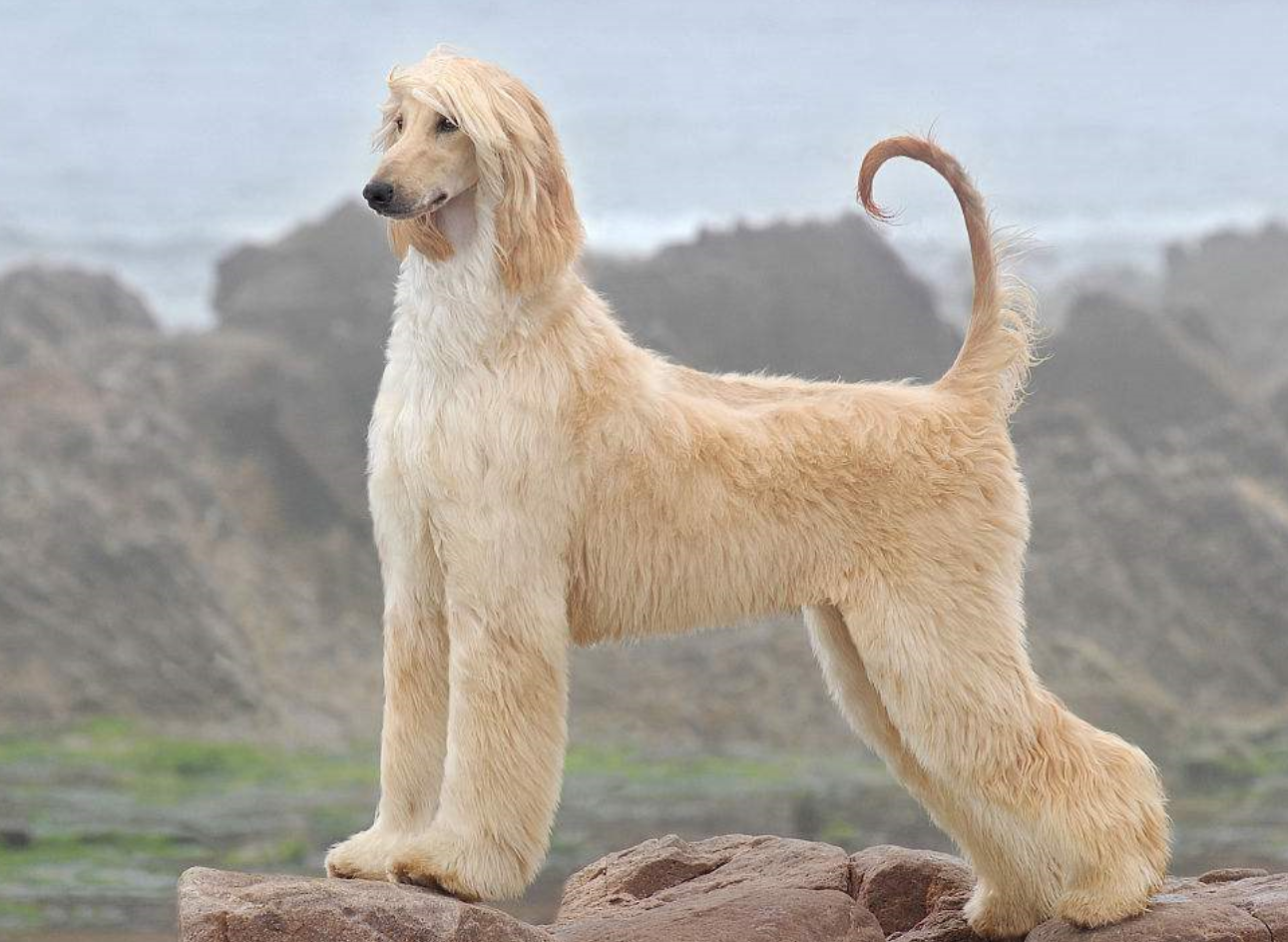 如何用心理学训练狗狗 看点快报