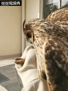 嘉定市民报警称发现猫头鹰!经鉴定原来是