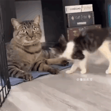 这只小猫咪还是太年轻,没有遭受过