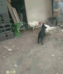 搞笑gif趣图:小姐姐每次上网球课,都会成为全场的热点