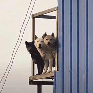 表情包 | 狗哥带着兄弟萌来看你了