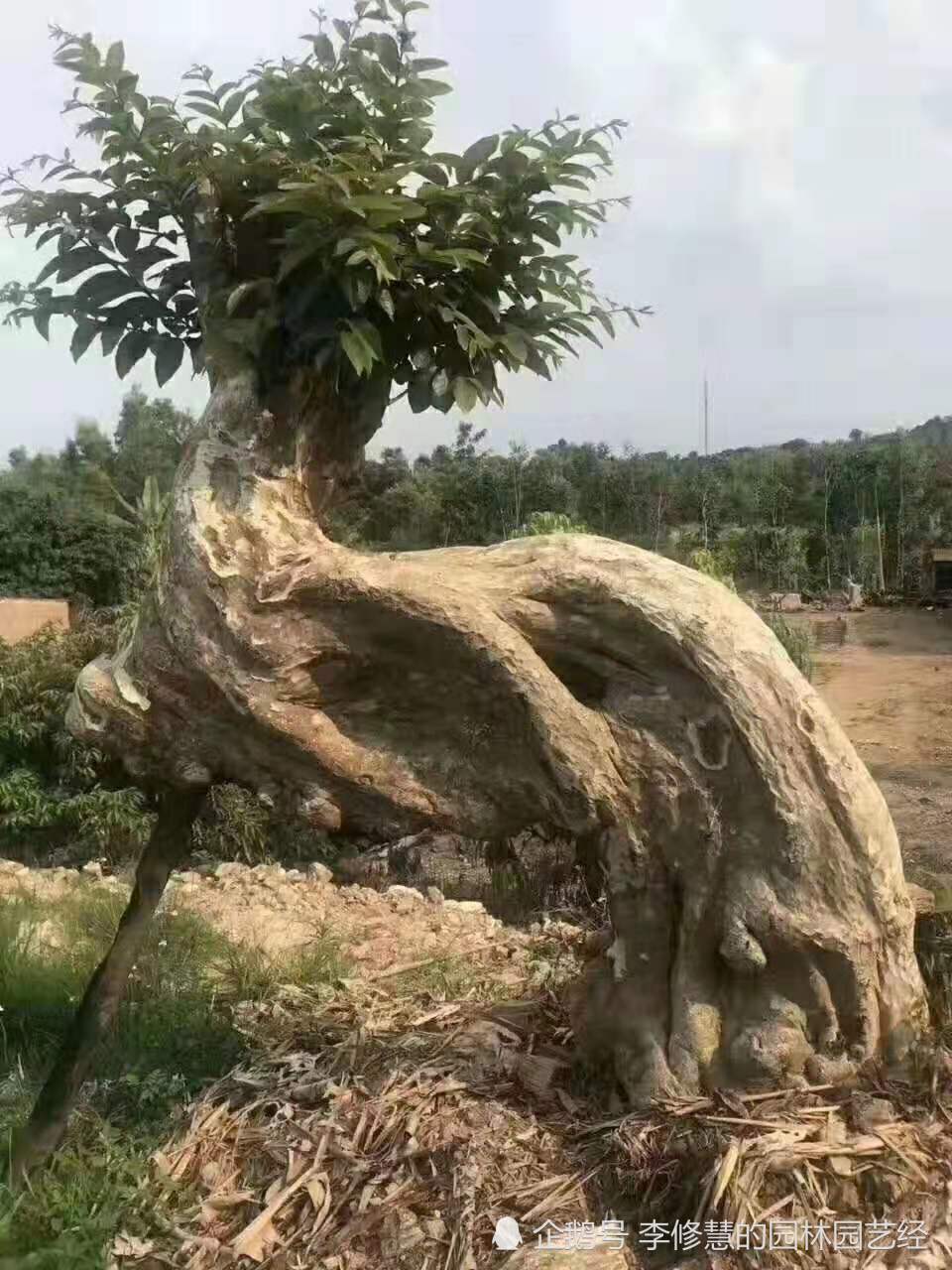 大规格紫薇树桩的栽植养护技术