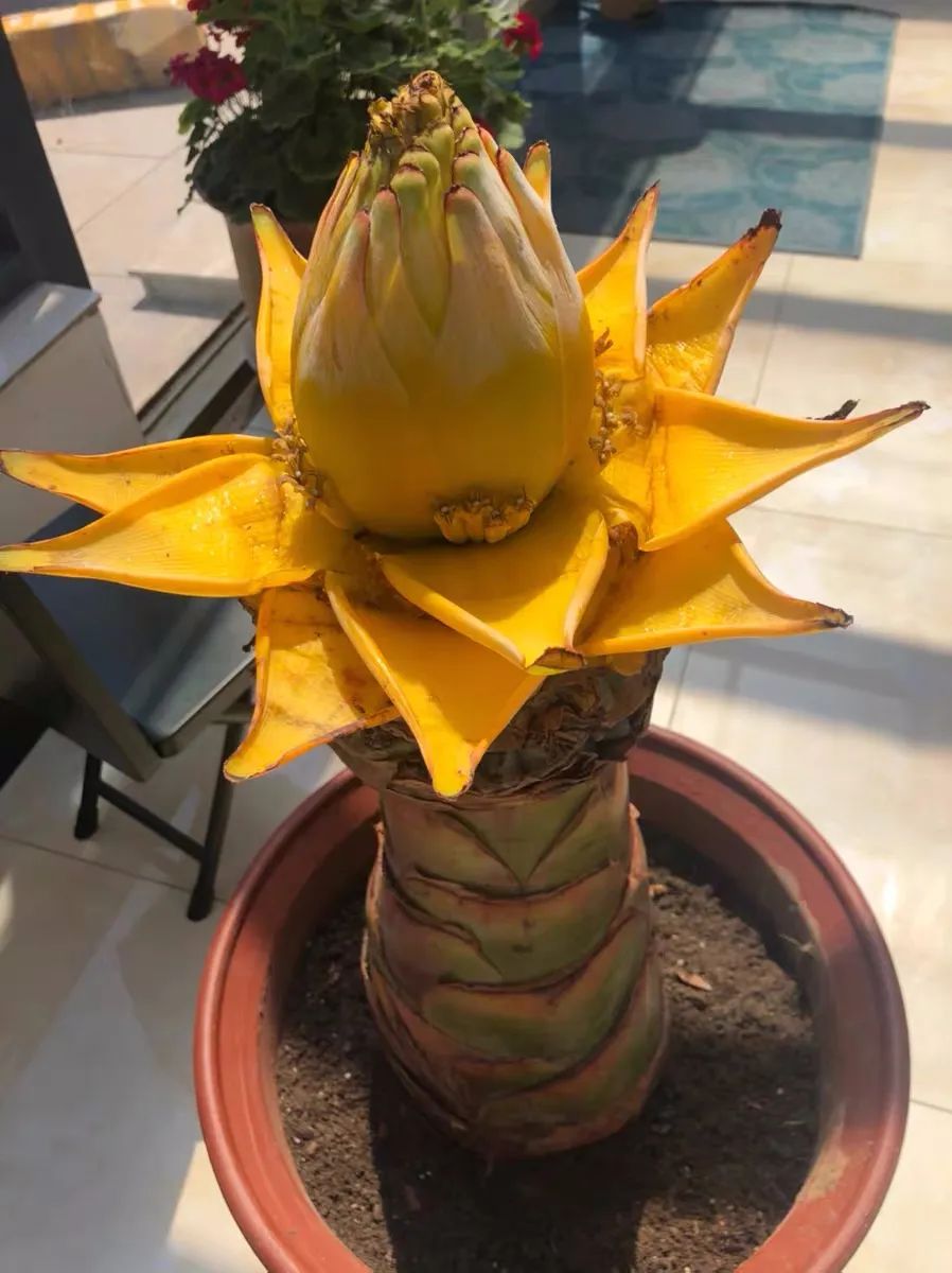 地涌金莲又名千瓣莲花,不倒金刚,是我国的特产花卉,是佛教