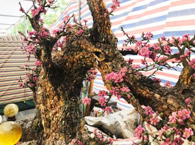 宝石,盆景,桃树,越南