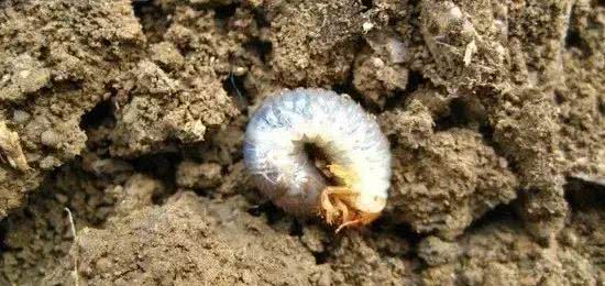 13类地下害虫 你见过多少 怎么防治 10大方法要记牢 看点快报