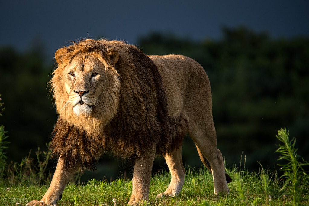 非洲巨狮索罗神似吕布,空有狮王之躯却无狮王之心,一生都在逃窜